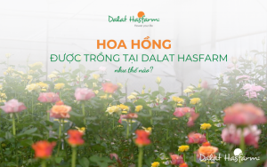 Hoa hồng được trồng tại Dalat Hasfarm như thế nào