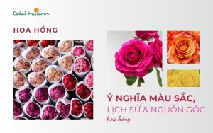 Ý nghĩa màu sắc hoa hồng