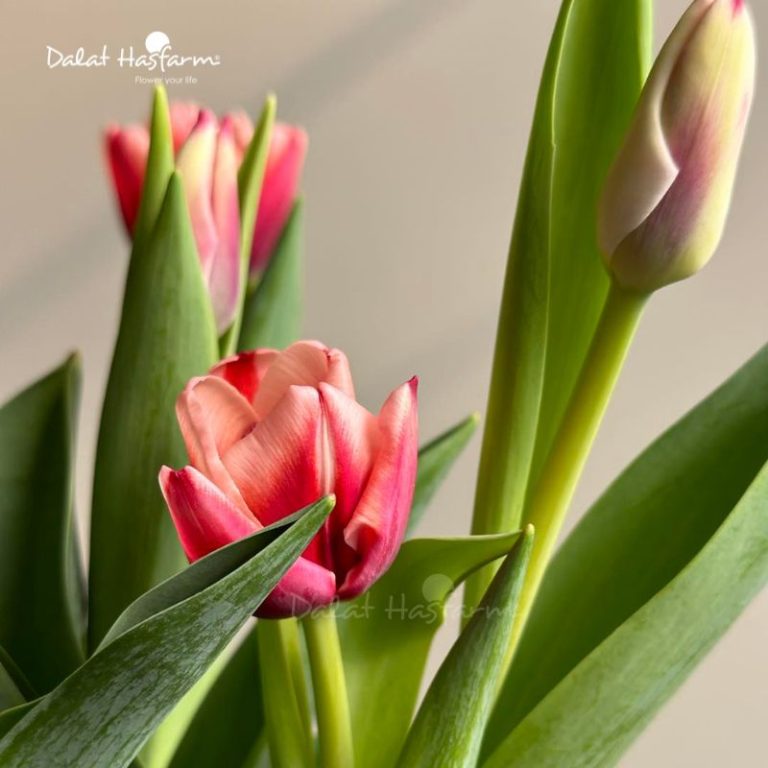 Hoa tulip nhập khẩu Hà Lan