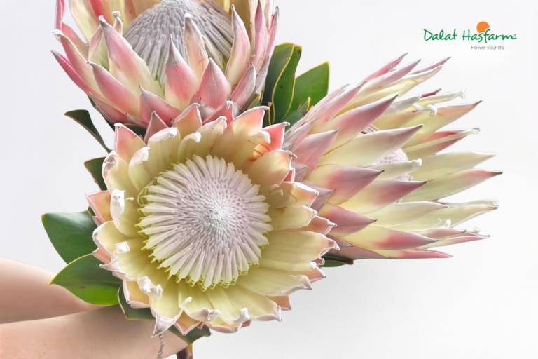 Thảo đường hoàng đế (King protea)