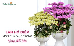 Lan Hồ Điệp - Món quà tặng đối tác ý nghĩa và sang trọng