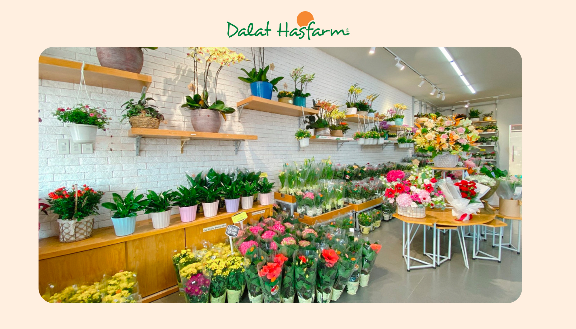 Shop hoa tươi Dalat Hasfarm Biên Hòa