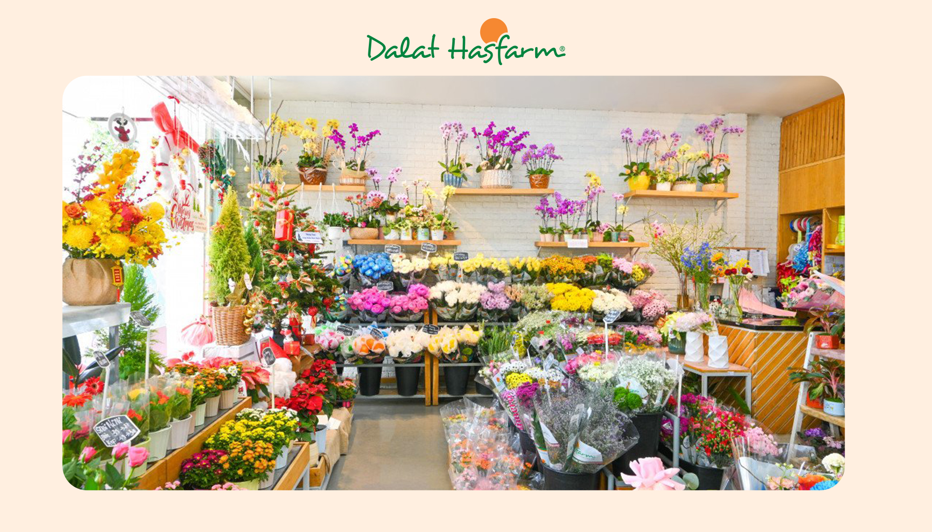 Shop hoa tươi Dalat Hasfarm Cần Thơ