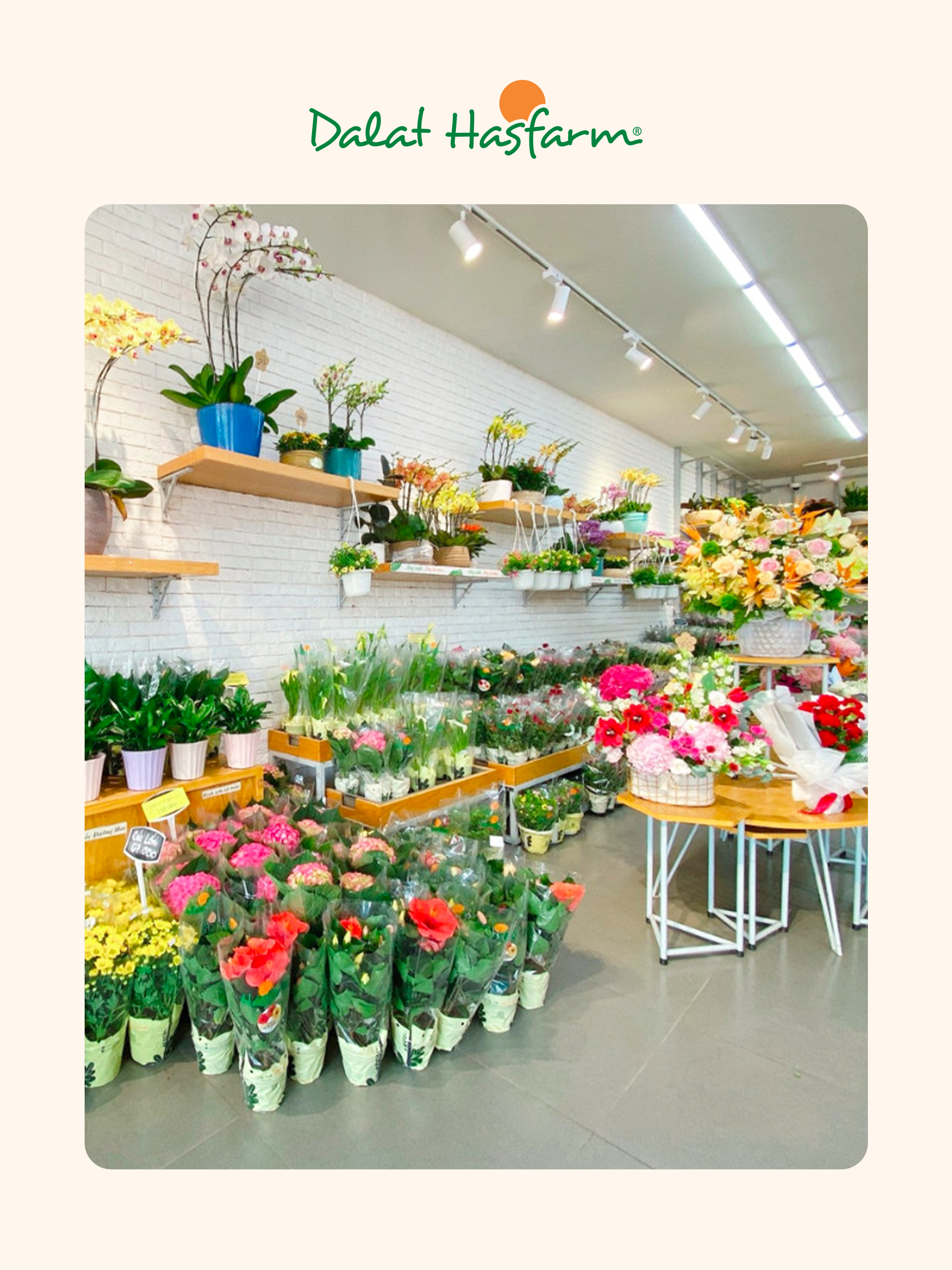 Shop hoa tươi Dalat Hasfarm Biên Hòa - Mobile