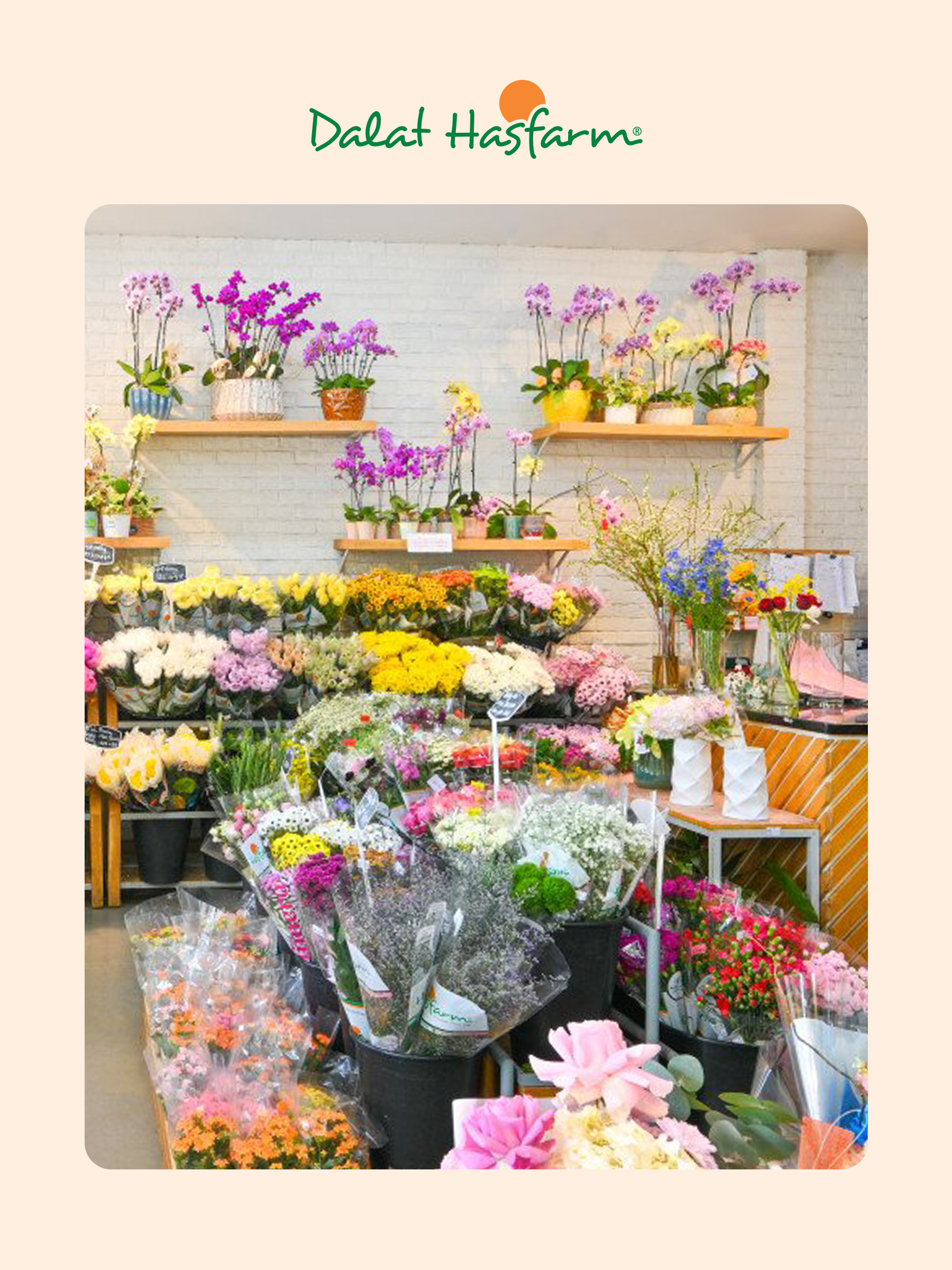 Shop hoa tươi Dalat Hasfarm Cần Thơ_Mobile