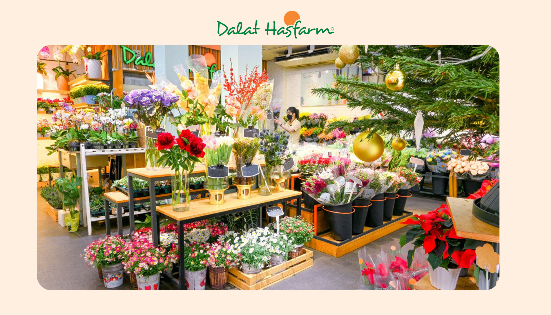 Shop hoa tươi Dalat Hasfarm Tân Bình