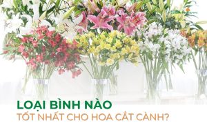 Loại bình nào tốt nhất cho hoa cắt cành?