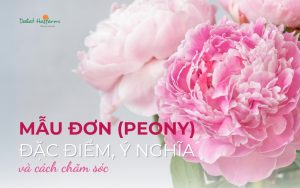 Mẫu Đơn (Peony): Nguồn gốc, đặc điểm, ý nghĩa và cách chăm sóc