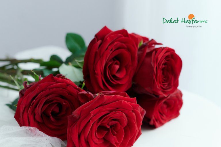 Hoa hồng Red Naomi