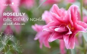 Roselily (Ly kép): Ưu điểm, ý nghĩa và cách chăm sóc để giữ hoa tươi lâu