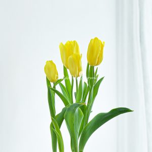 Hoa Tulip