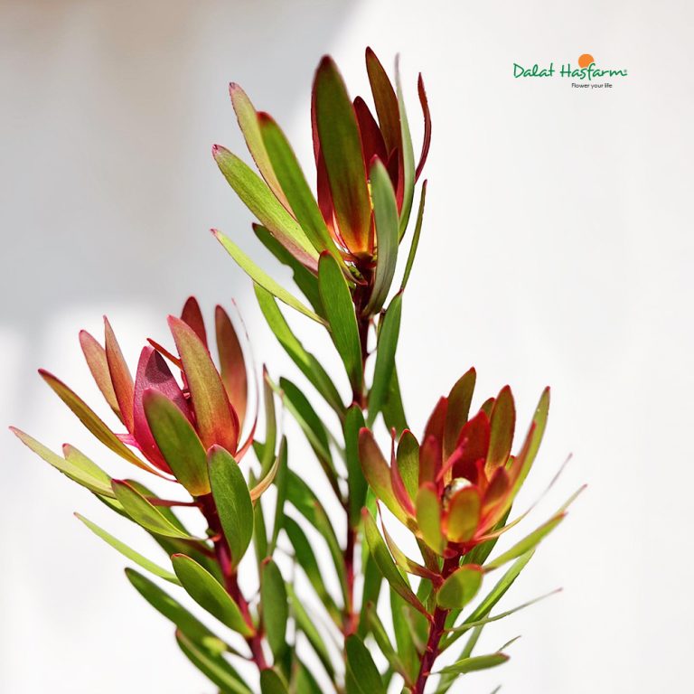 Tulip Nam Phi