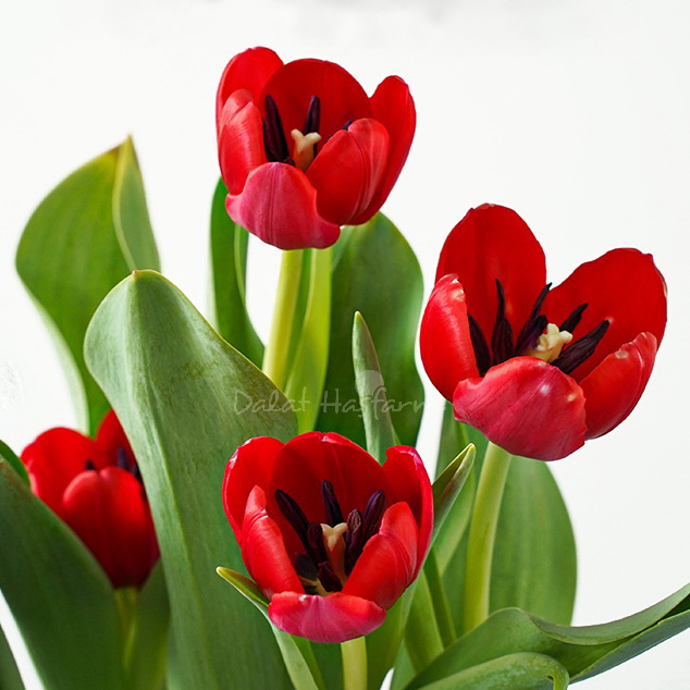 Hoa Tulip đỏ