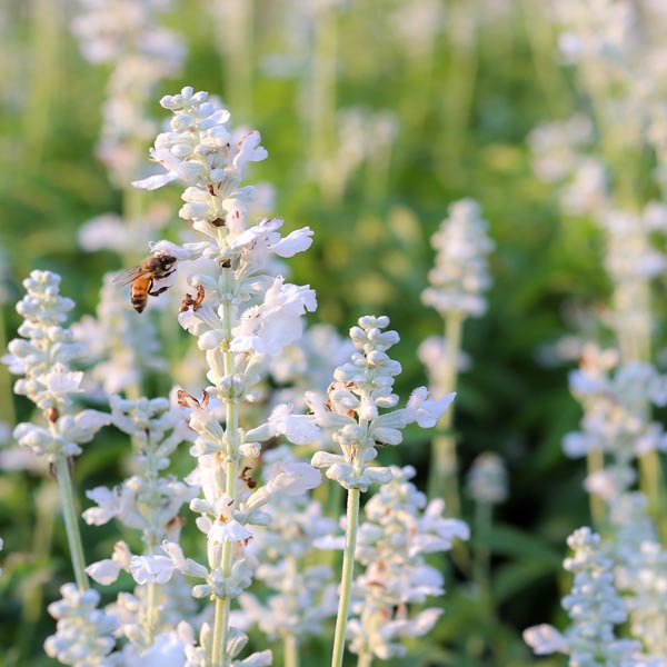 Hoa oải hương White Grosso