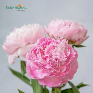 Hoa mẫu đơn (peony)