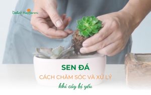 Cách chăm sóc và xử lý rễ Sen Đá khi cây bị yếu