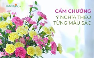 Ý nghĩa hoa Cẩm Chướng theo màu sắc