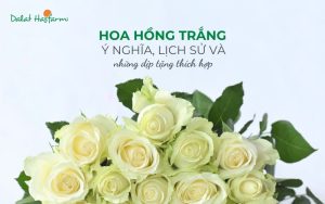 Hoa Hồng Trắng: Ý nghĩa, lịch sử và những dịp tặng thích hợp