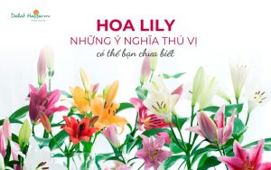 Hoa ly (lily) và những điều thú vị có thể bạn chưa biết - Dalat Hasfarm