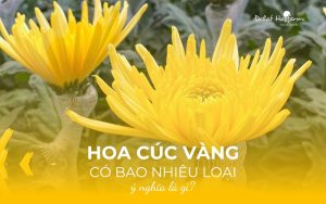 Hoa Cúc vàng có bao nhiêu loại, ý nghĩa là gì