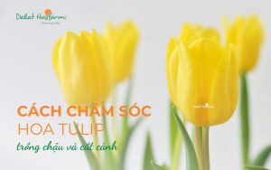 Cách chăm sóc hoa Tulip luôn đẹp và tươi lâu