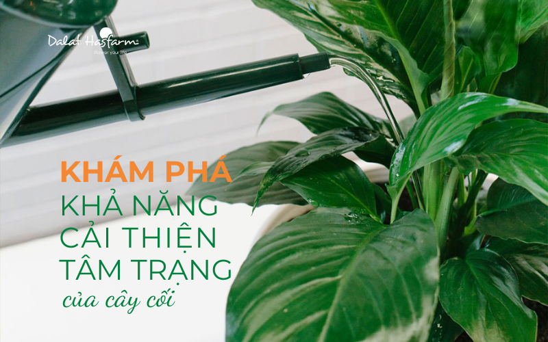 Khám phá khả năng cải thiện tâm trạng của cây cối