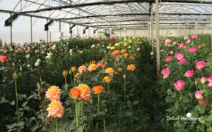 Khám phá bí mật công nghệ trồng hoa hồng của Dalat Hasfarm