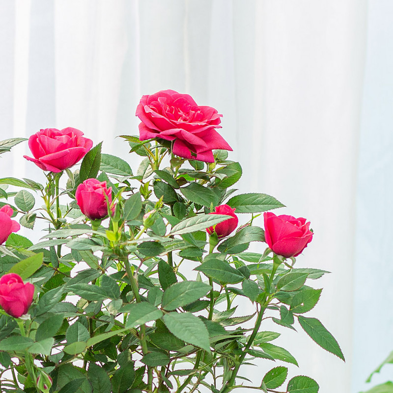 Chậu Hoa Thiết Kế Yêu Thương 146 Chậu Hoa Hồng Rose Dalat Hasfarm