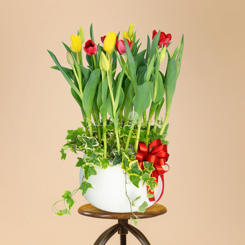 mẫu chậu hoa Tulip thiết kế đẹp