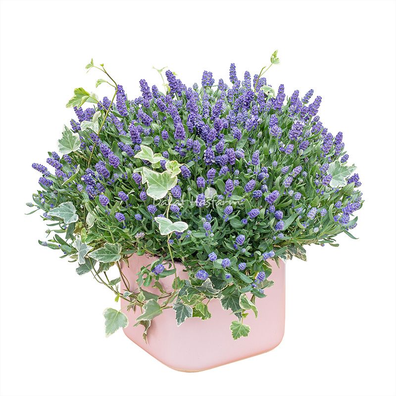 Chậu Hoa Lavender Hạnh Phúc 204