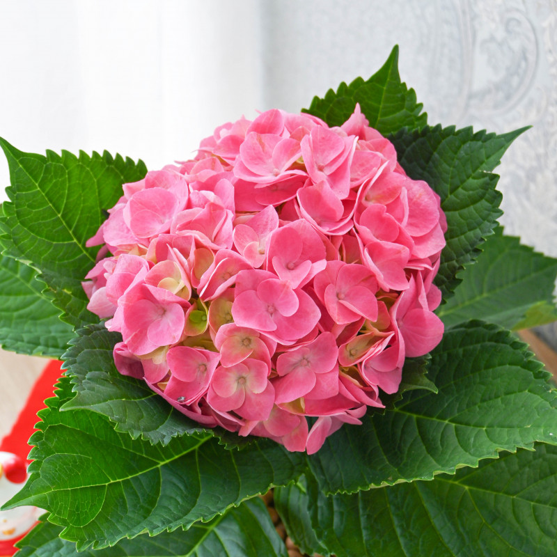 Chậu Hoa Thiết Kế Chân Thành 087 Hydrangea Cẩm Tú Cầu Dalat Hasfarm