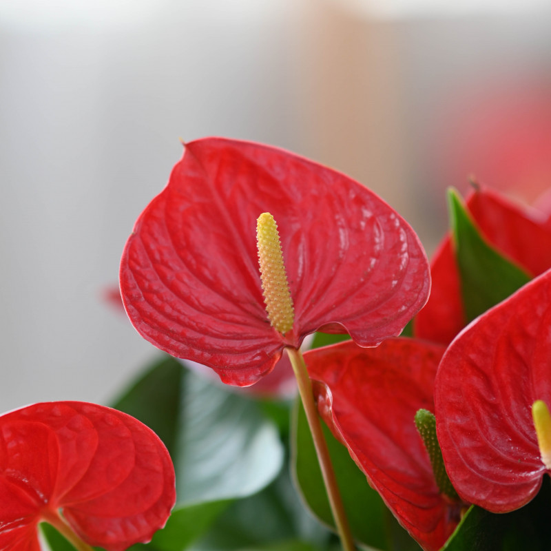 Chậu Cây Thiết Kế Nồng Ấm 019 Chậu Hoa Hồng Môn Anthurium Dalat Hasfarm