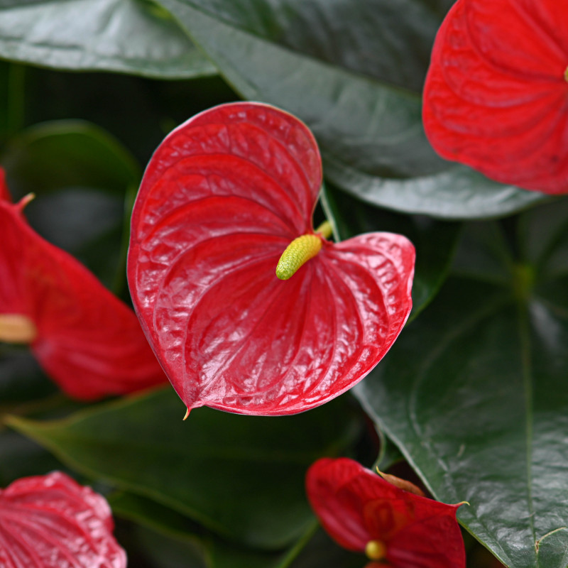 Chậu Cây Thiết Kế Nồng Ấm 019 Chậu Hoa Hồng Môn Anthurium Dalat Hasfarm