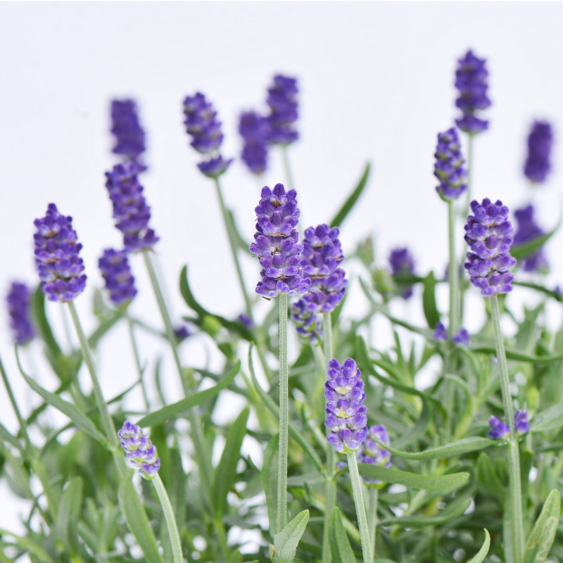 Giỏ Hoa Lavender Hạnh Phúc 128 Lavender tươi Dalat Hasfarm HCM