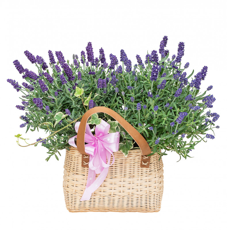 Giỏ Hoa Lavender Hạnh Phúc 128