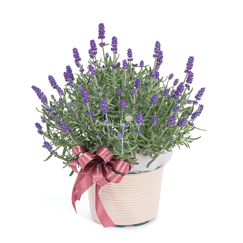 Chậu Hoa Lavender Hạnh Phúc 179