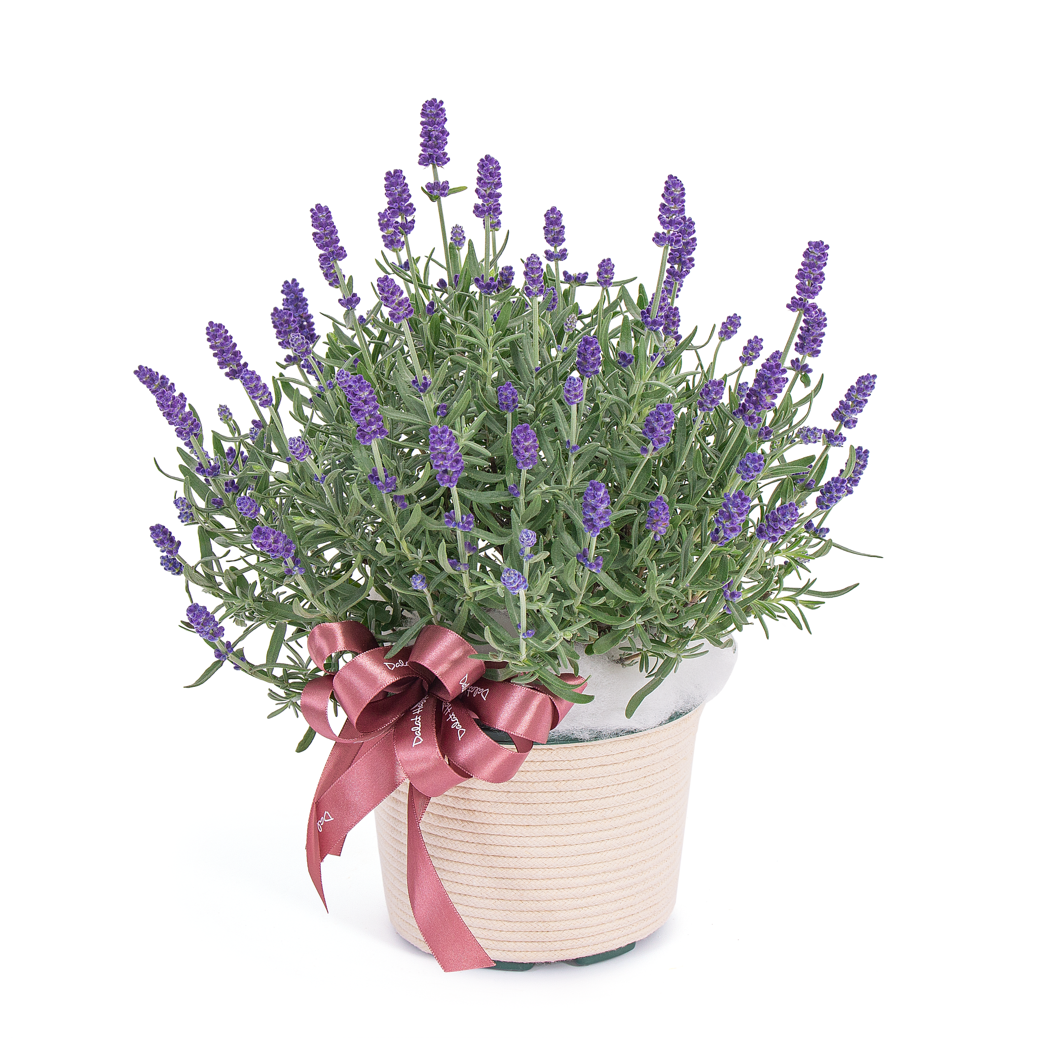 Giỏ Hoa Lavender Hạnh Phúc 128