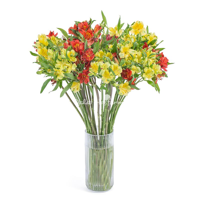 Bó Hoa Thủy Tiên - Alstroemeria (10 Cành)