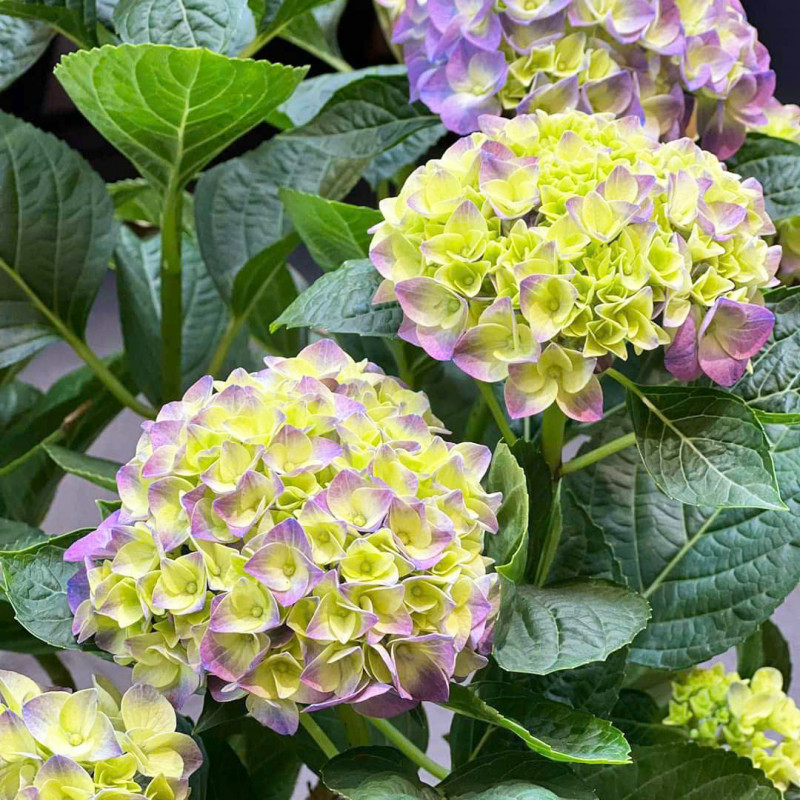 Giỏ Cẩm Tú Cầu Hoàng Gia 018 Royal Hydrangea Dalat Hasfarm