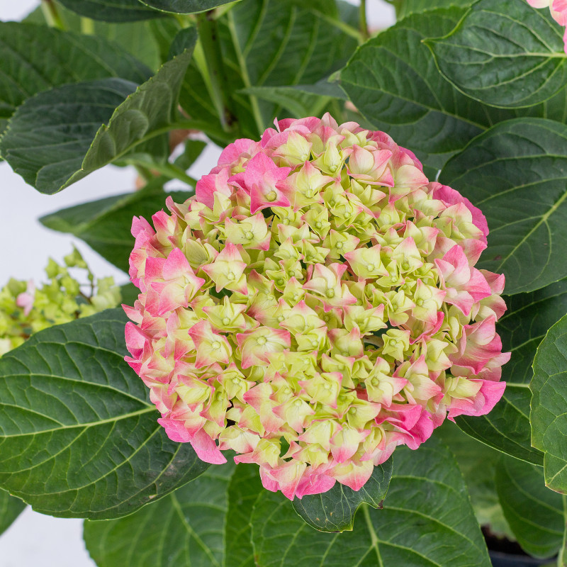 Giỏ Cẩm Tú Cầu Hoàng Gia 018 Royal Hydrangea Dalat Hasfarm