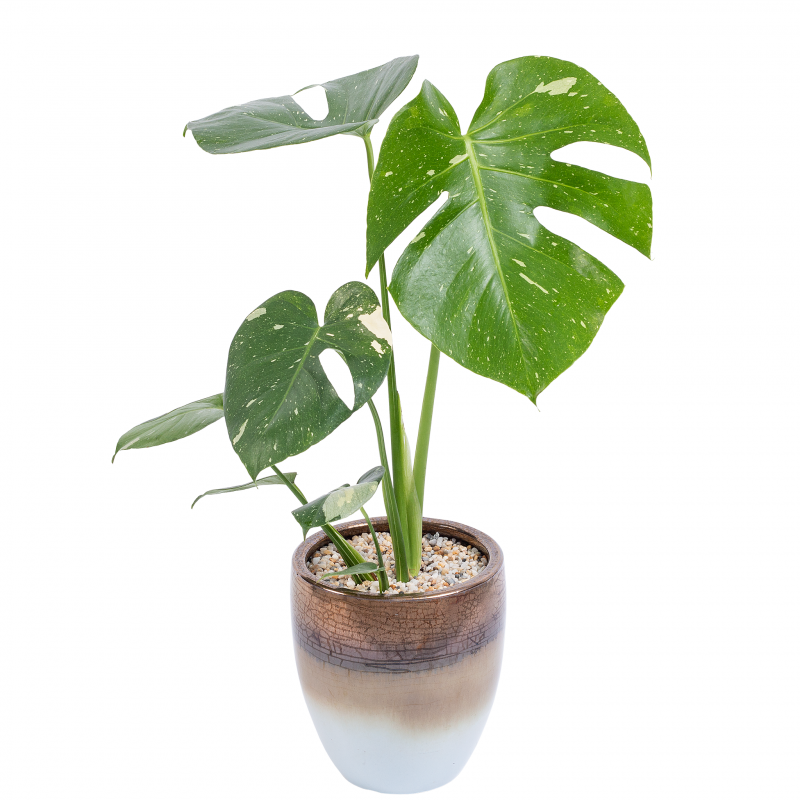 Chậu Cây Thiết Kế Mát Xanh 029 (Monstera Deliciosa Thai Constellation)