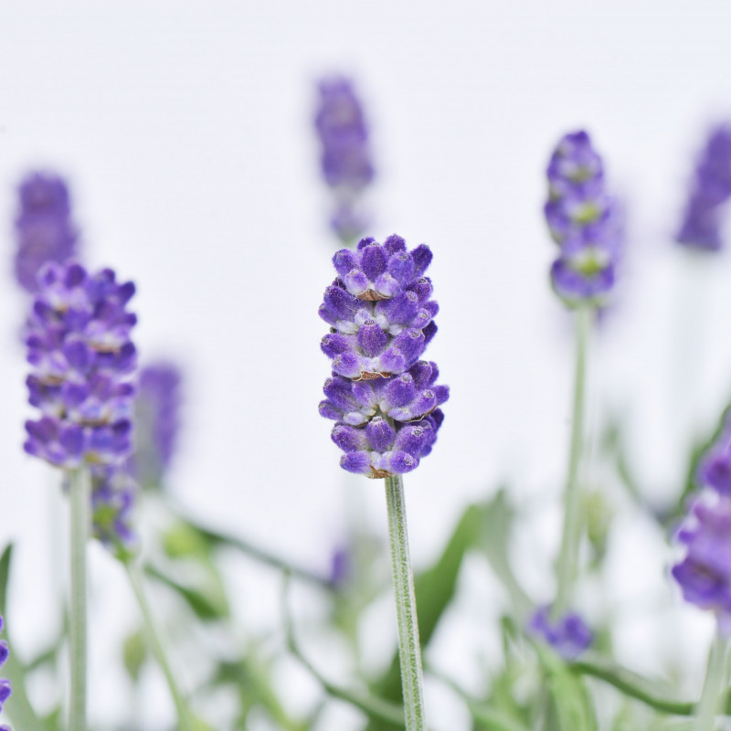 Giỏ Hoa Lavender Hạnh Phúc 037