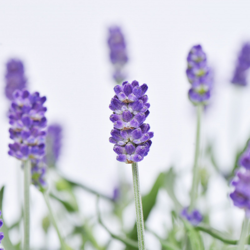 Combo Món Quà Yêu Thương 028 Dâu Tây Lavender Oải Hương Dalat Hasfarm