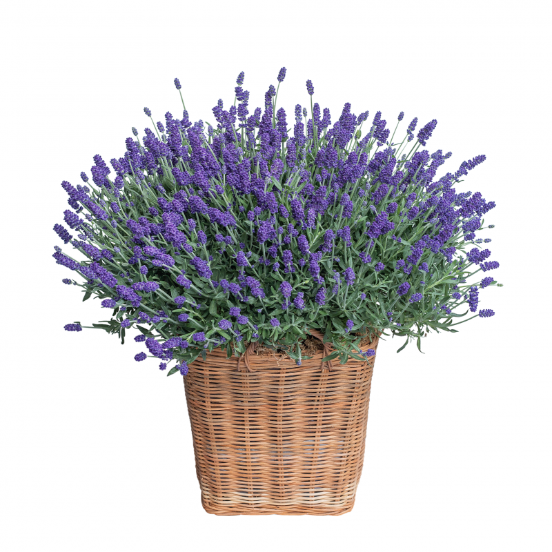 Giỏ Hoa Lavender Hạnh Phúc 037