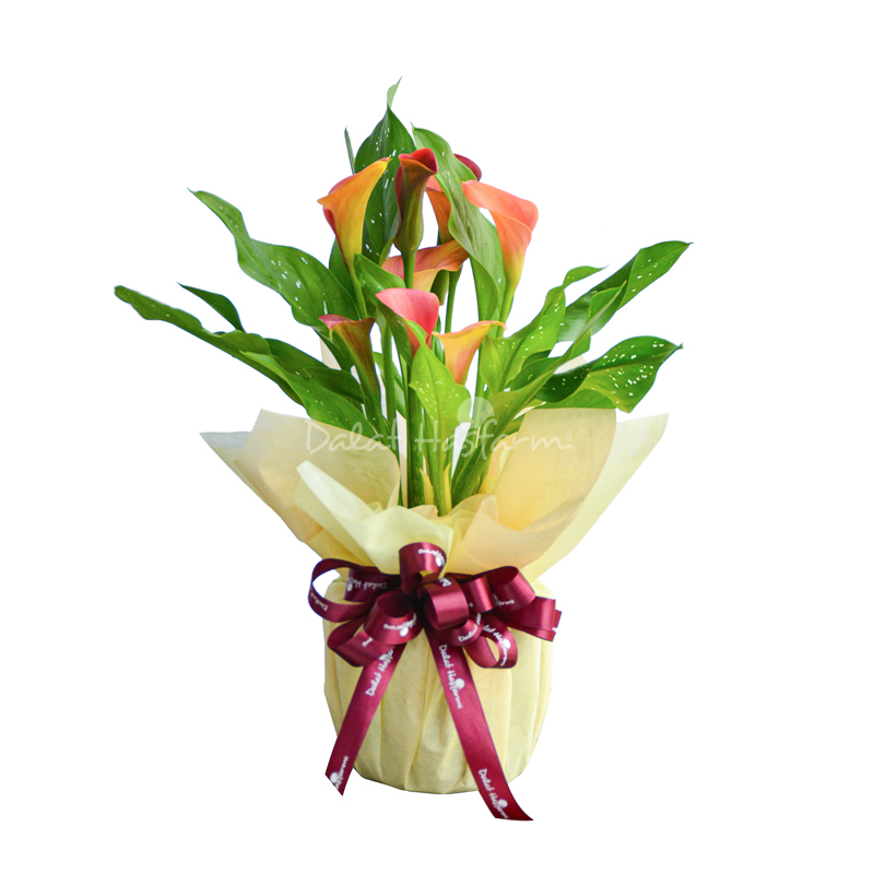 Chậu Giấy Gói Hoa Calla Lily 082