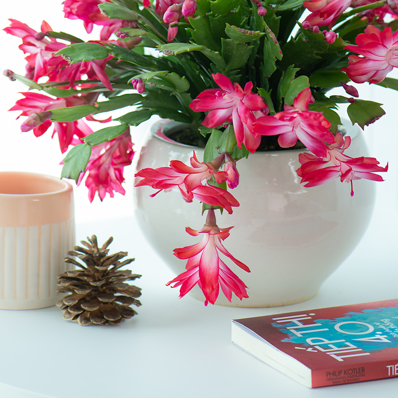 Chậu hoa tiểu quỳnh (Schlumbergera - xương rồng giáng sinh)