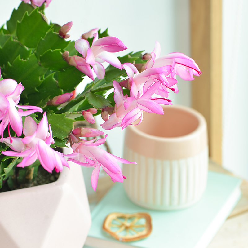 Chậu Hoa Thiết Kế Điều Ngọt Ngào 116, chậu hoa tiểu quỳnh, Schlumbergera, xương rồng giáng sinh christmas cactus