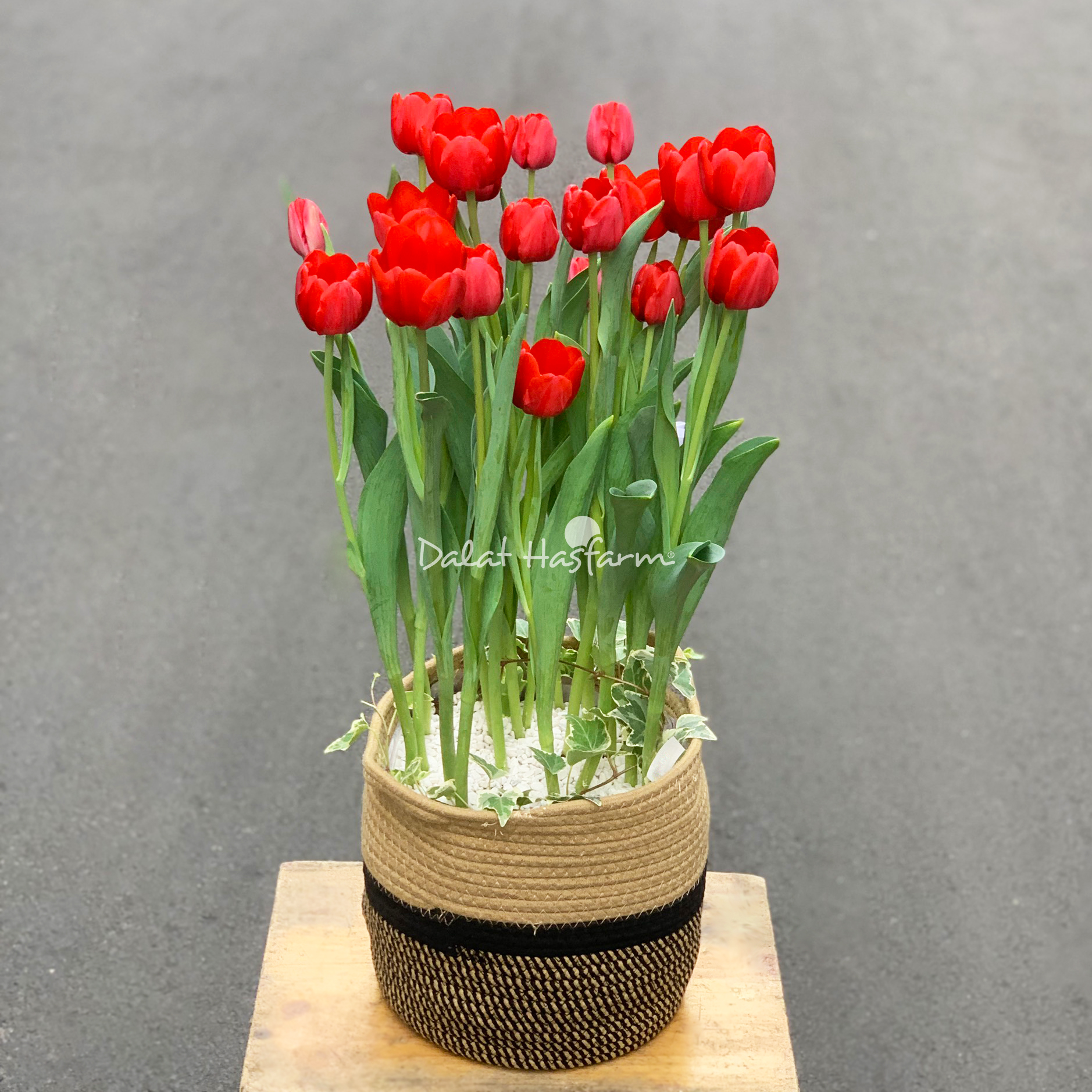 mẫu chậu hoa Tulip thiết kế đẹp