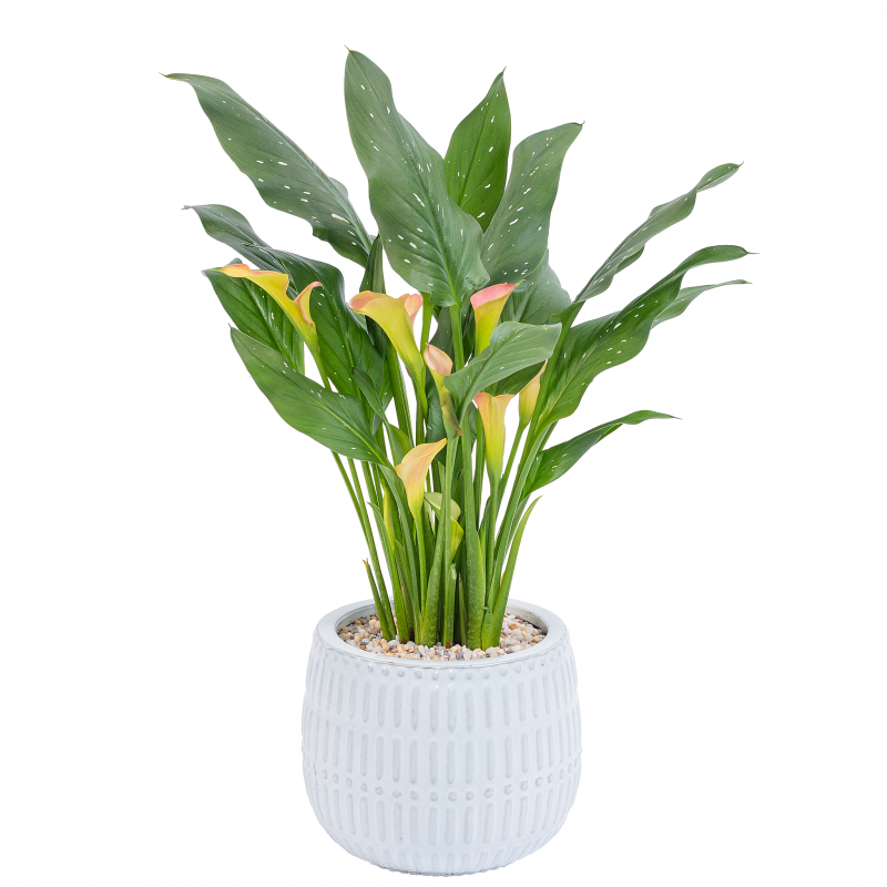 Chậu Sứ Hoa Calla Lily 033