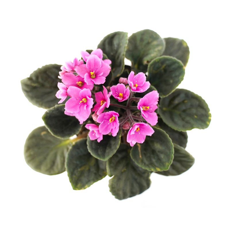 Chậu Hoa Thiết Kế Điều Ngọt Ngào 103 African Violet Saintpaulia Violet Châu Phi Dalat Hasfarm 